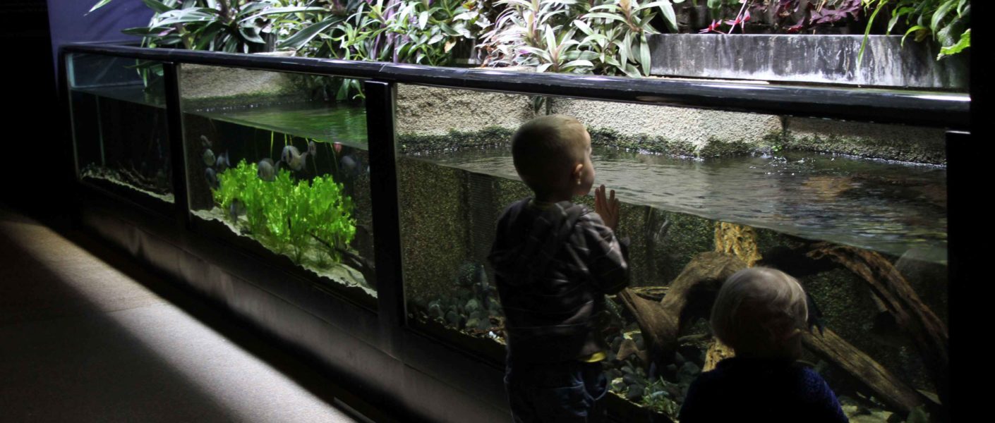 aquarium tropical porte dorée avis sortie famille ile de france