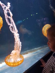 aquarium de paris méduse