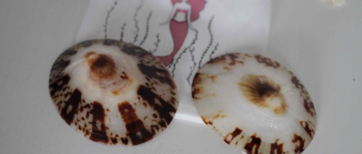coquillage allaitement baby shell