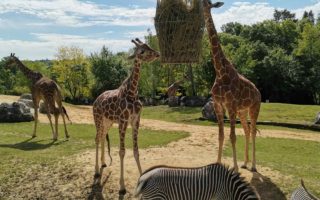girafe zooparc beauval