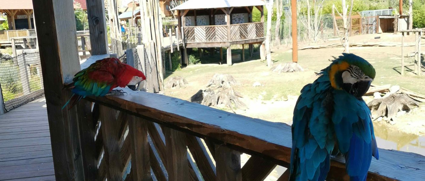 parrot world visite en famille parc animalier