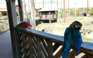 parrot world visite en famille parc animalier