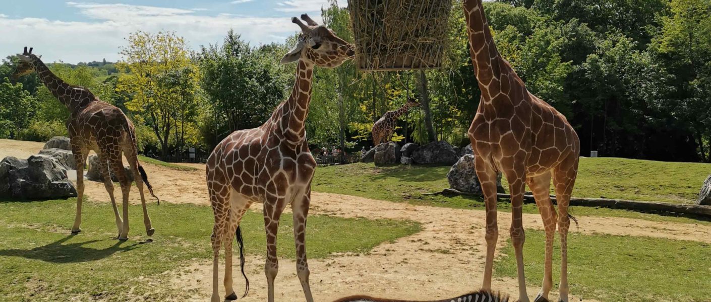 girafe zooparc beauval